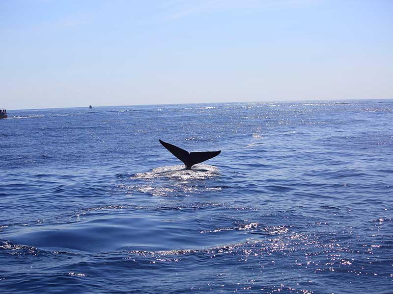 The Blue Whale