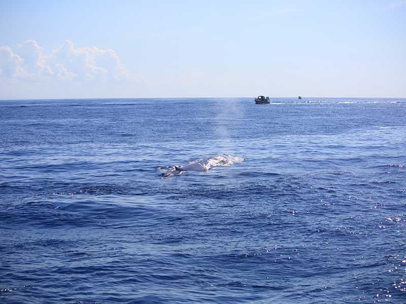 The Blue Whale