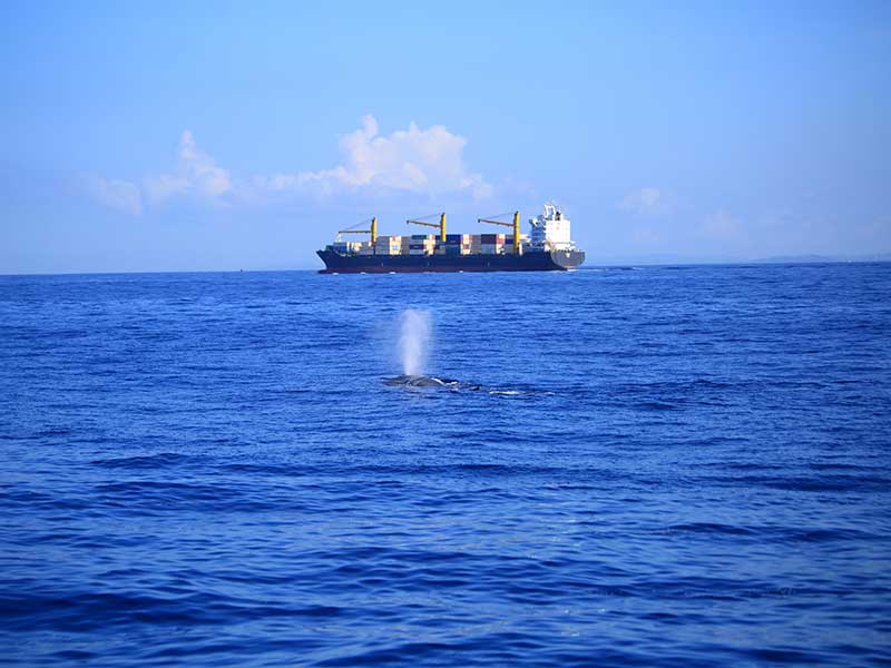 The Blue Whale