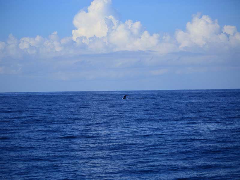 The Blue Whale