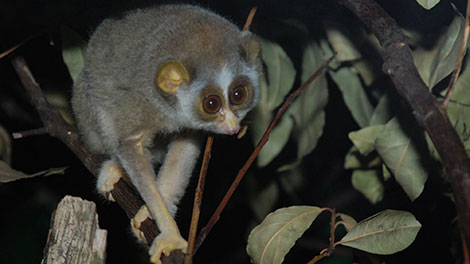 Grey Slender Loris
