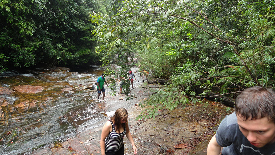 Makandawa Rain Forest
