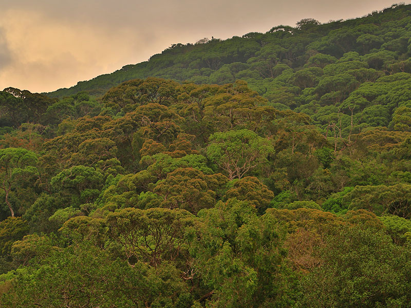 Sinharaja Forest Reserve