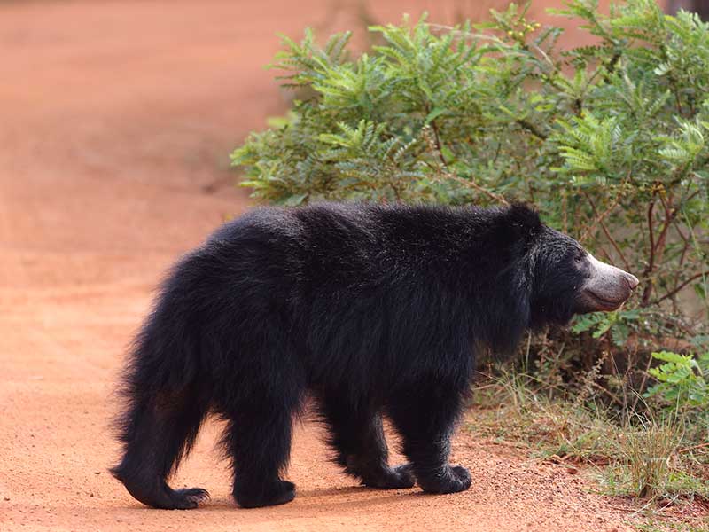 Sri Lankan Sloth Bear