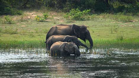 Sri Lankan Elephants