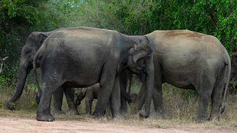 Sri Lankan Elephants