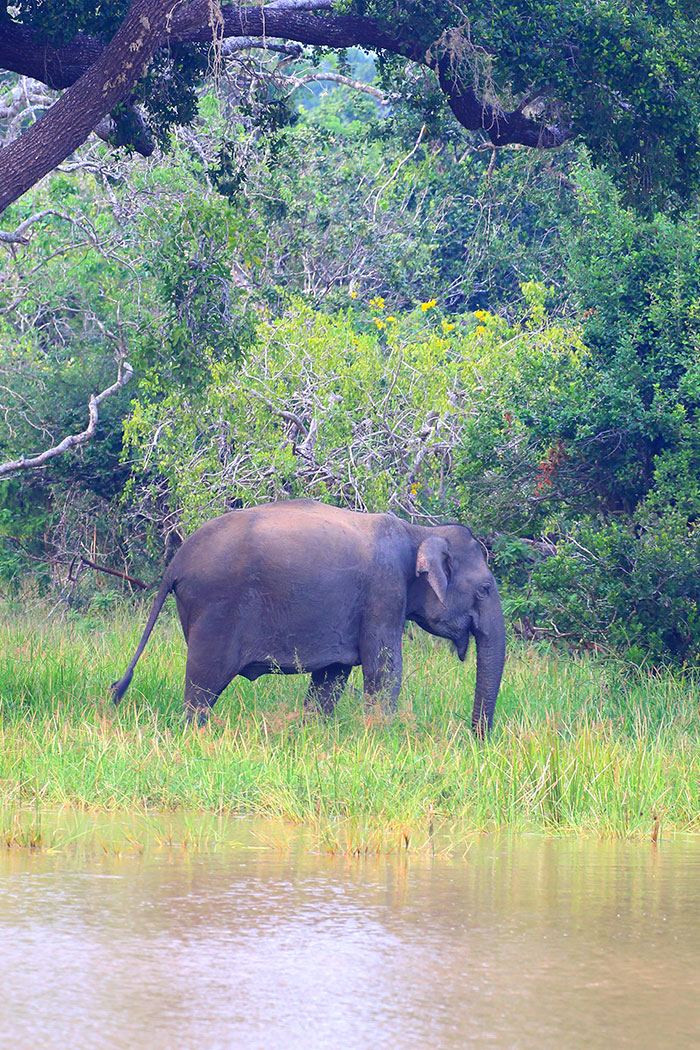 Sri Lankan Elephants