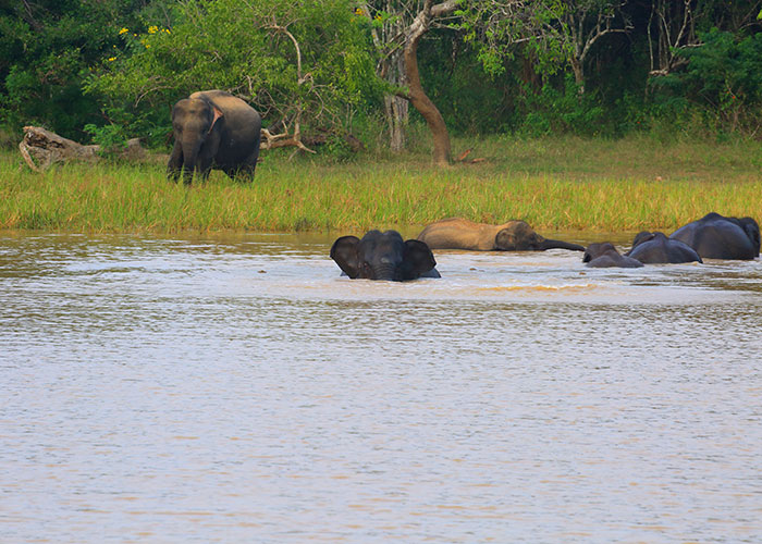 Sri Lankan Elephants