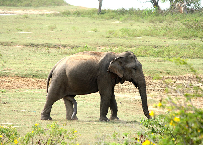 Sri Lankan Elephants