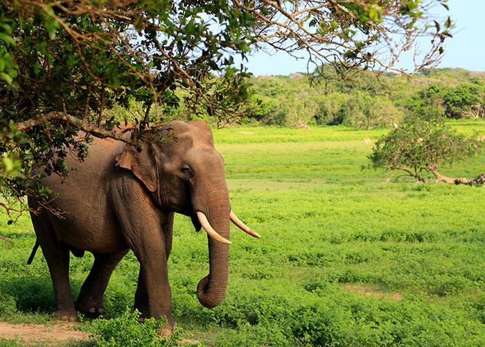 Sri Lankan Elephants
