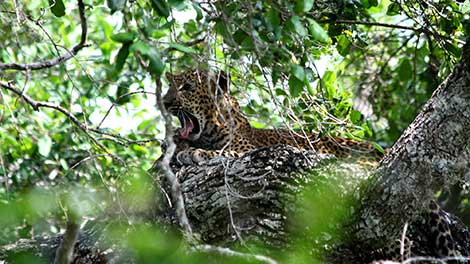 Sri Lankan Leopards