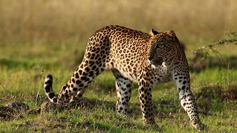 Sri Lankan Leopards