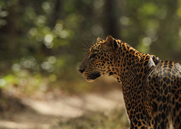 Sri Lankan Leopards