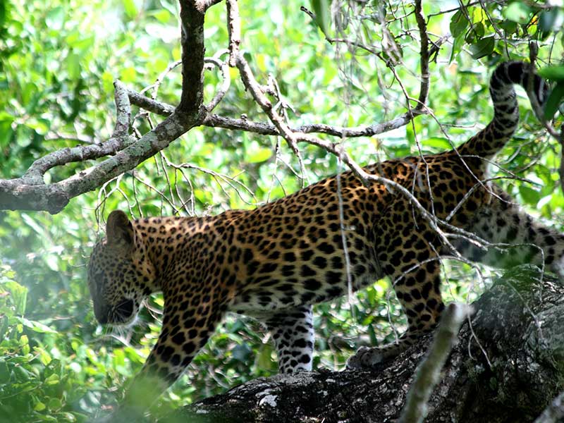 Sri Lankan Leopards
