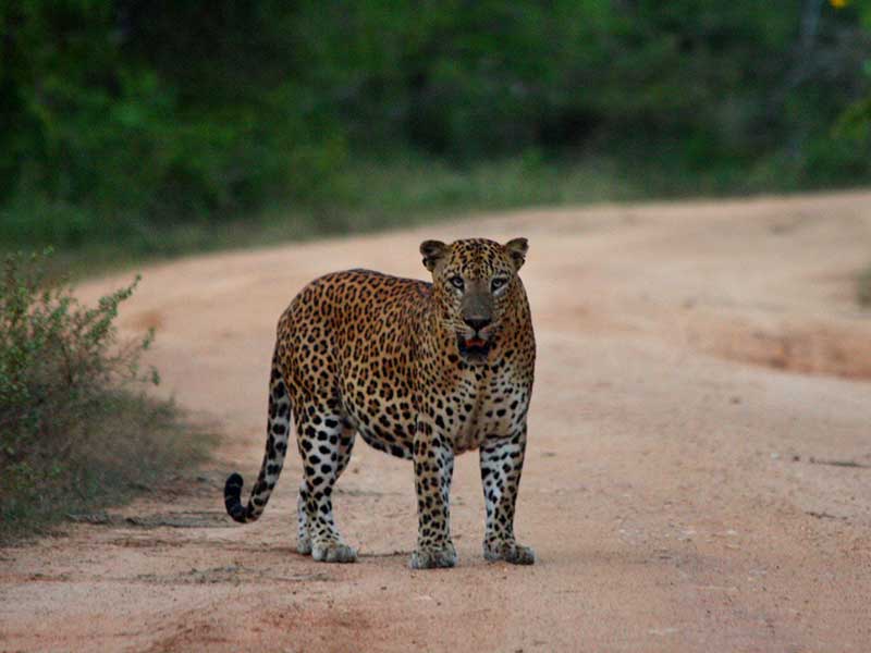 Sri Lankan Leopards