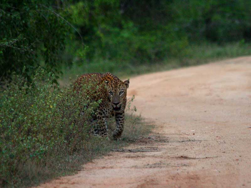 Sri Lankan Leopards