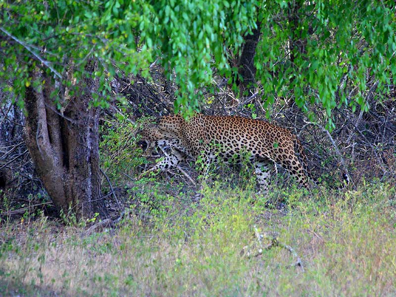 Sri Lankan Leopards