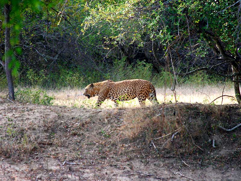 Sri Lankan Leopards