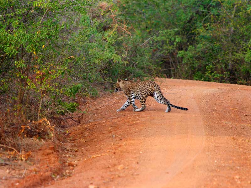 Sri Lankan Leopards