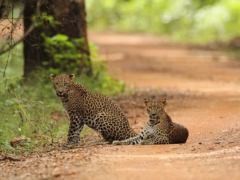 Sri Lankan Leopards