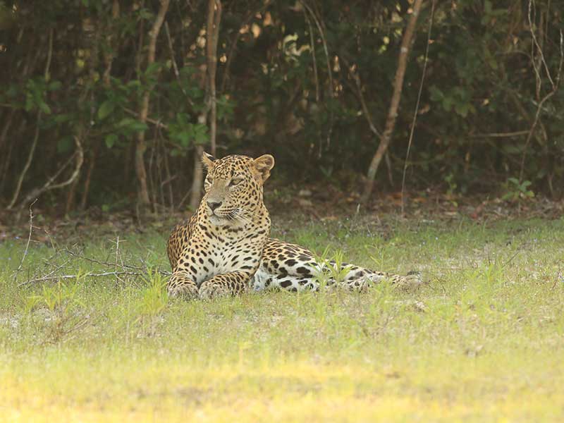 Sri Lankan Leopards