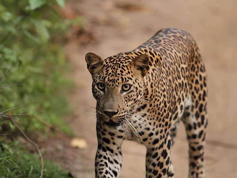 Sri Lankan Leopards